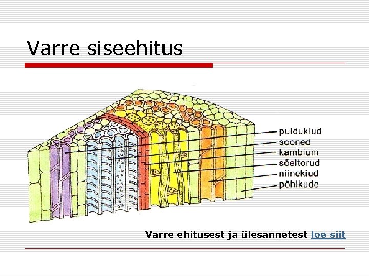 Varre siseehitus Varre ehitusest ja ülesannetest loe siit 