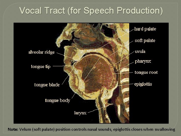 Vocal Tract (for Speech Production) Note: Velum (soft palate) position controls nasal sounds, epiglottis