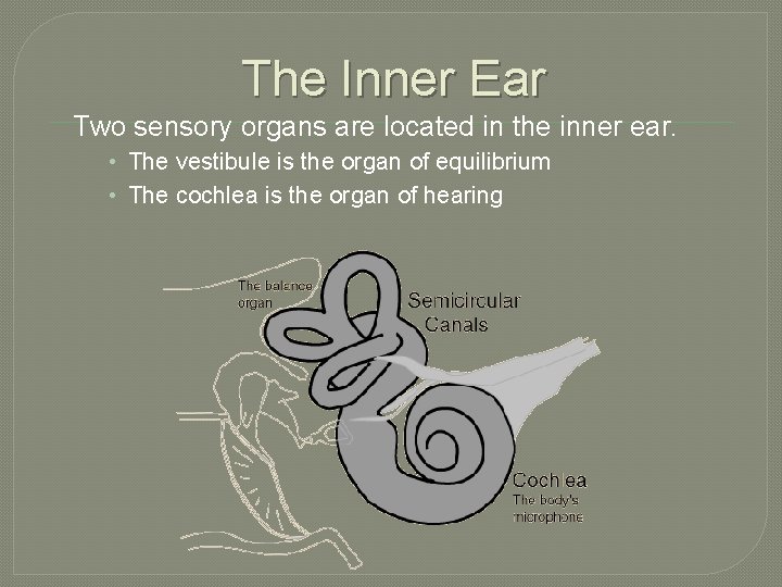 The Inner Ear Two sensory organs are located in the inner ear. • The