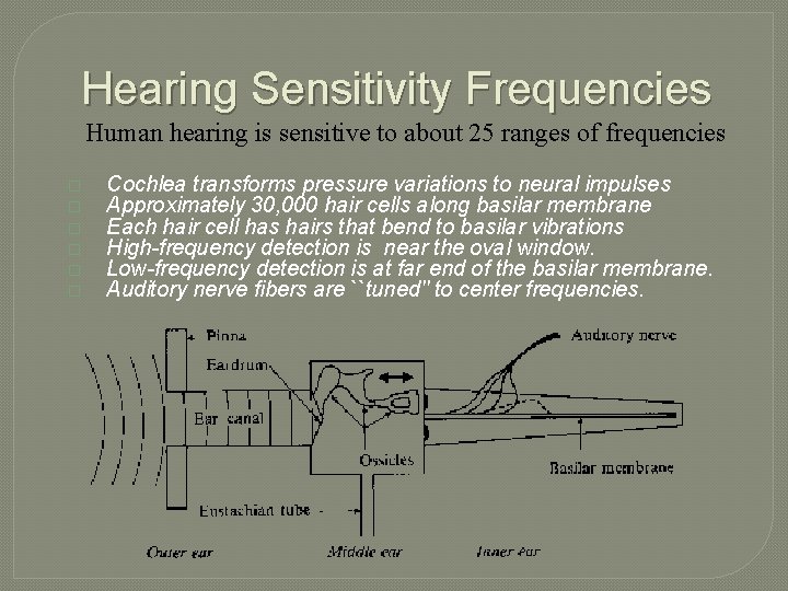 Hearing Sensitivity Frequencies Human hearing is sensitive to about 25 ranges of frequencies �