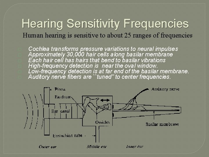 Hearing Sensitivity Frequencies Human hearing is sensitive to about 25 ranges of frequencies �