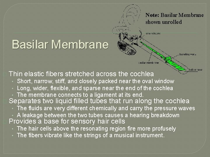 Note: Basilar Membrane shown unrolled Basilar Membrane � Thin elastic fibers stretched across the