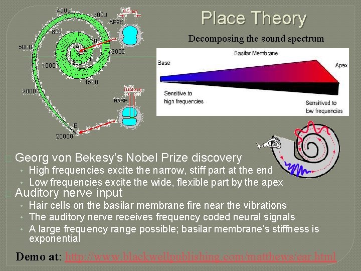 Place Theory Decomposing the sound spectrum � Georg von Bekesy’s Nobel Prize discovery •