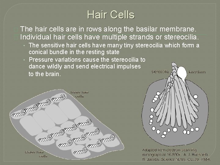 Hair Cells � � The hair cells are in rows along the basilar membrane.