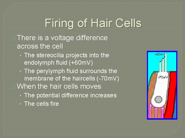 Firing of Hair Cells � There is a voltage difference across the cell •