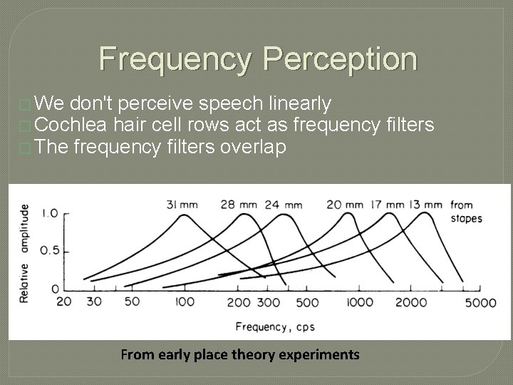 Frequency Perception � We don't perceive speech linearly � Cochlea hair cell rows act