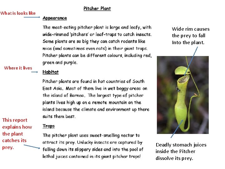 What is looks like Wide rim causes the prey to fall Into the plant.