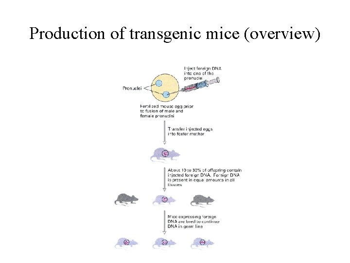 Production of transgenic mice (overview) Production of transgenic mice (overview)