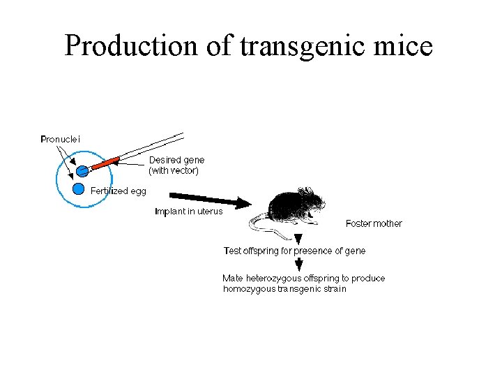 Production of transgenic mice Production of transgenic mice