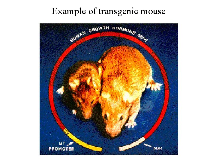 Example of transgenic mouse Example of transgenic mouse