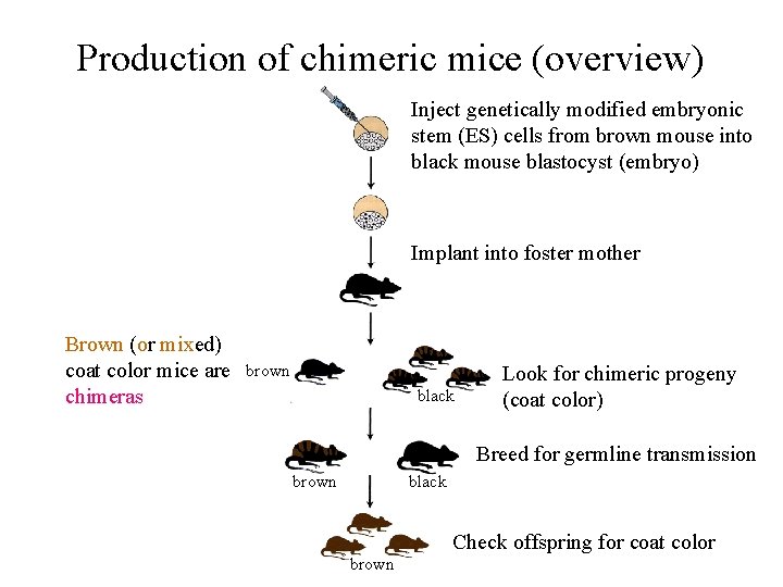 Production of chimeric mice (overview) Inject genetically modified embryonic stem (ES) cells from brown Production of chimeric mice (overview) Inject genetically modified embryonic stem (ES) cells from brown