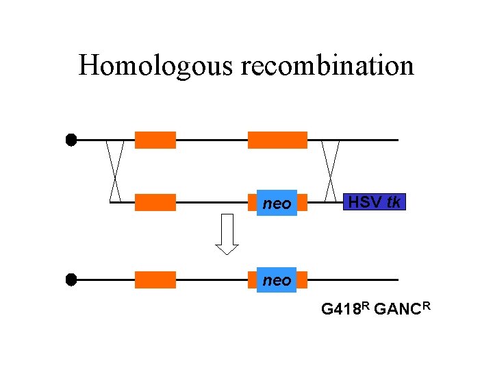 Homologous recombination neo HSV tk neo G 418 R GANCR Homologous recombination neo HSV tk neo G 418 R GANCR