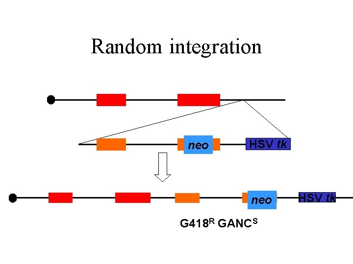 Random integration neo HSV tk neo G 418 R GANCS HSV tk Random integration neo HSV tk neo G 418 R GANCS HSV tk