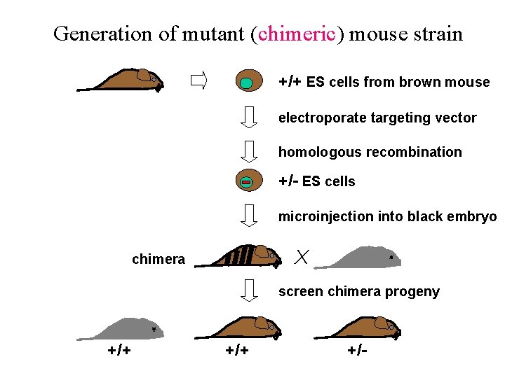 Generation of mutant (chimeric) mouse strain +/+ ES cells from brown mouse electroporate targeting Generation of mutant (chimeric) mouse strain +/+ ES cells from brown mouse electroporate targeting
