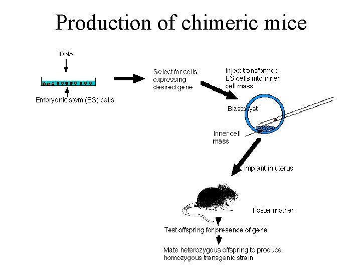 Production of chimeric mice Production of chimeric mice