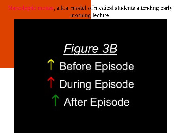 Narcoleptic mouse, a. k. a. model of medical students attending early morning lecture. Narcoleptic mouse, a. k. a. model of medical students attending early morning lecture.