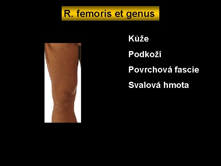 R. femoris et genus Kůže Podkoží Povrchová fascie Svalová hmota 