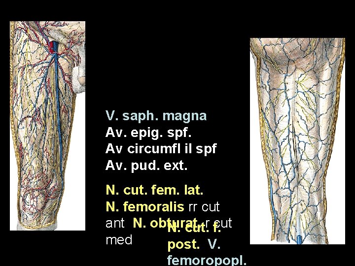 V. saph. magna Av. epig. spf. Av circumfl il spf Av. pud. ext. N.