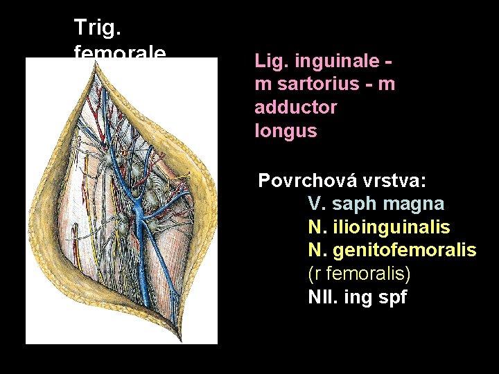 Trig. femorale Lig. inguinale m sartorius - m adductor longus Povrchová vrstva: V. saph