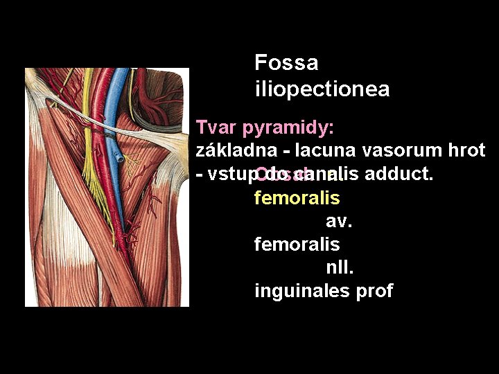 Fossa iliopectionea Tvar pyramidy: základna - lacuna vasorum hrot - vstup. Obsah: do canalis