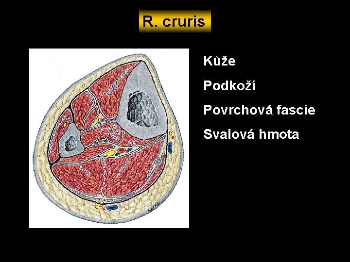 R. cruris Kůže Podkoží Povrchová fascie Svalová hmota 