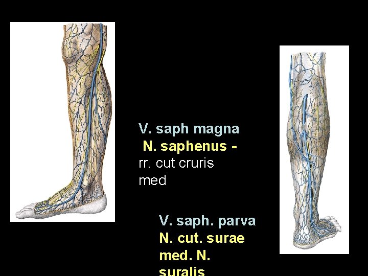 V. saph magna N. saphenus rr. cut cruris med V. saph. parva N. cut.