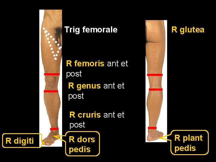 Trig femorale R glutea R femoris ant et post R genus ant et post
