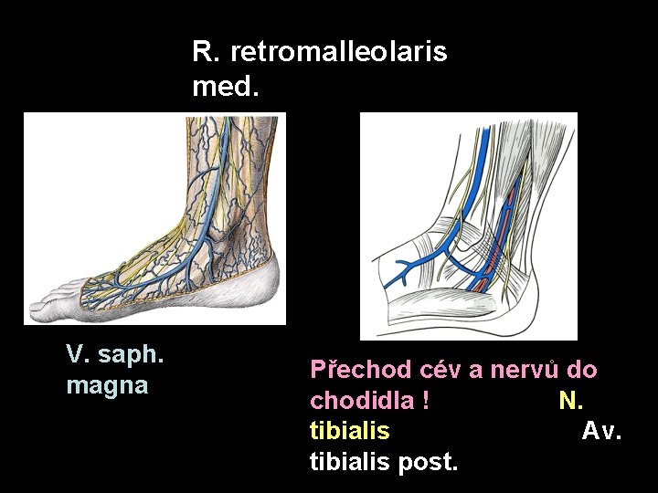 Povrch V. saph. magna R. retromalleolaris med. Hloubka Přechod cév a nervů do chodidla