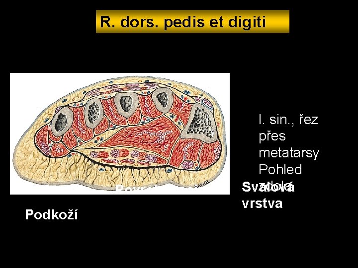 R. dors. pedis et digiti Kůže Podkoží Povrch fascie l. sin. , řez přes