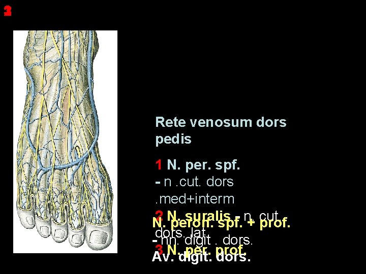 1 3 2 Rete venosum dors pedis 1 N. per. spf. - n. cut.