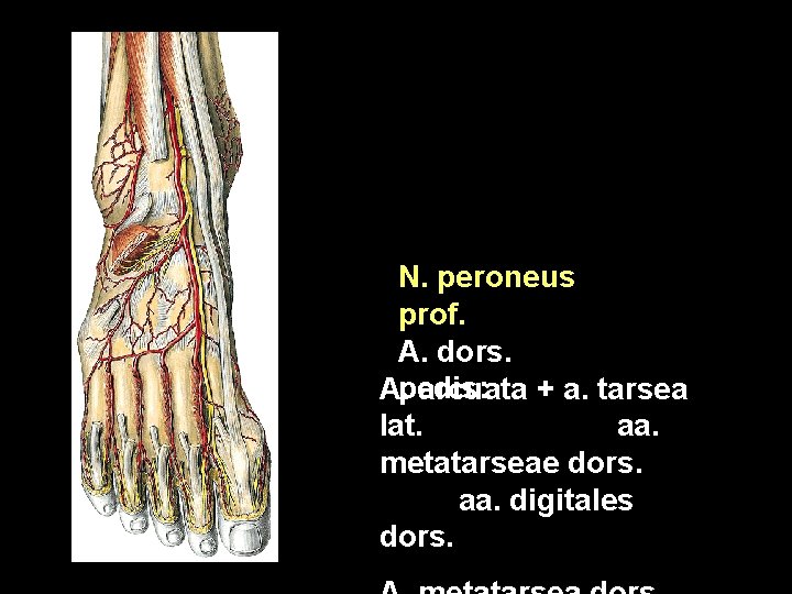 N. peroneus prof. A. dors. A. pedis: arcuata + a. tarsea lat. aa. metatarseae