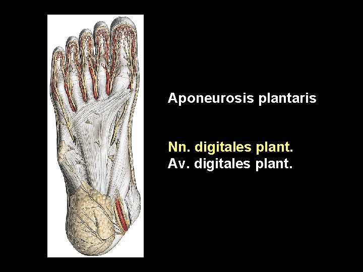 Aponeurosis plantaris Nn. digitales plant. Av. digitales plant. 