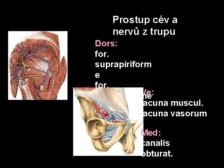 Prostup cév a nervů z trupu Dors: for. suprapiriform e for. Ve: infrapiriforme lacuna