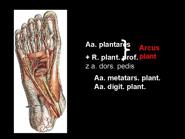 Aa. plantares Arcus + R. plant. prof. plant z a. dors. pedis Aa. metatars.