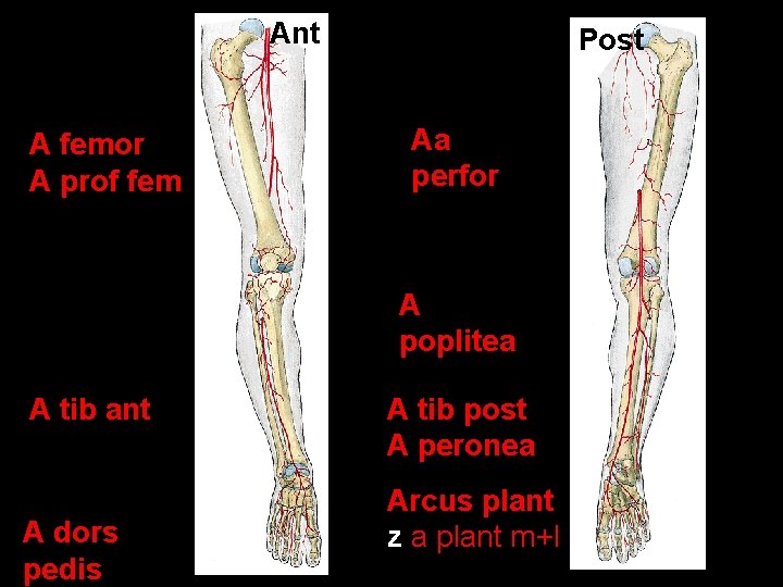 Ant A femor A prof fem Post Aa perfor A poplitea A tib ant