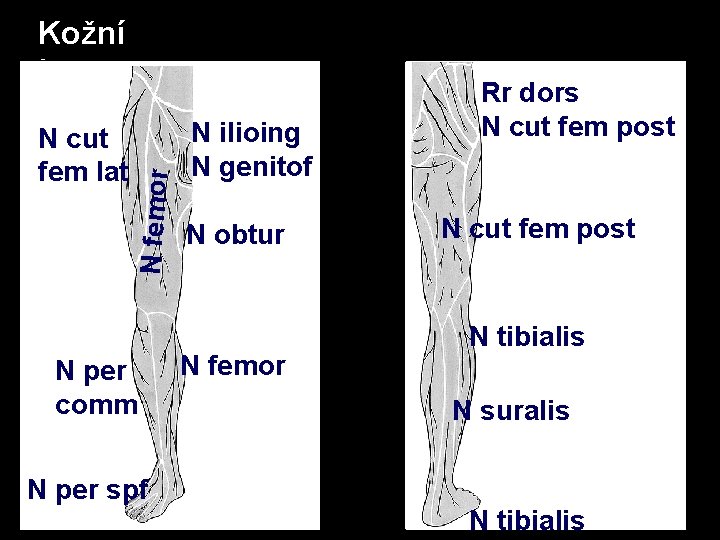 N cut fem lat N femor Kožní inervace N per comm N per spf