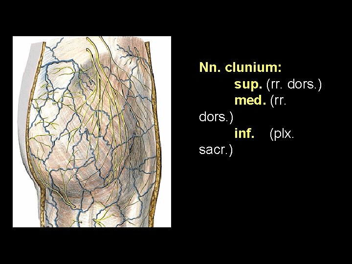 Nn. clunium: sup. (rr. dors. ) med. (rr. dors. ) inf. (plx. sacr. )