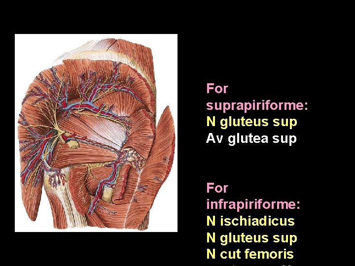 For suprapiriforme: N gluteus sup Av glutea sup For infrapiriforme: N ischiadicus N gluteus