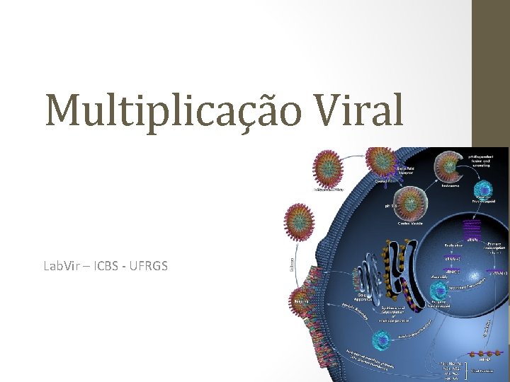 Multiplicação Viral Lab. Vir – ICBS - UFRGS 