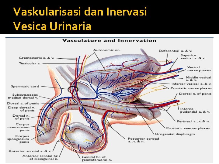 Vaskularisasi dan Inervasi Vesica Urinaria 