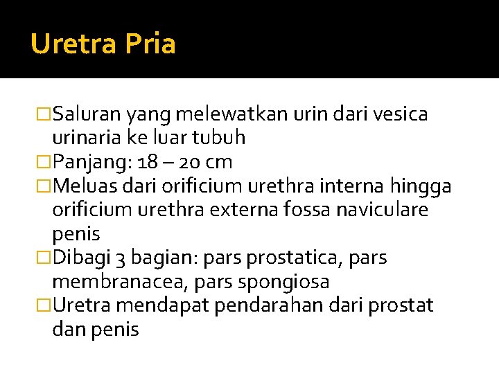 Uretra Pria �Saluran yang melewatkan urin dari vesica urinaria ke luar tubuh �Panjang: 18