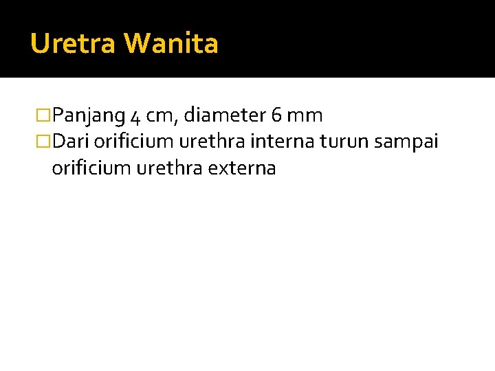 Uretra Wanita �Panjang 4 cm, diameter 6 mm �Dari orificium urethra interna turun sampai