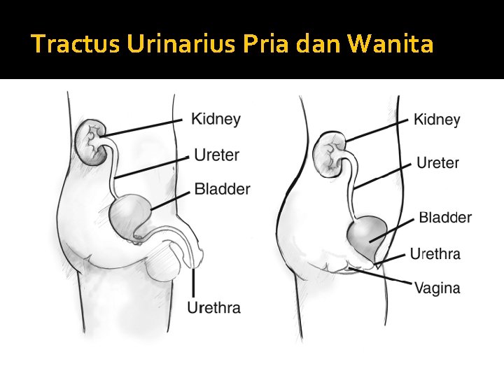 Tractus Urinarius Pria dan Wanita 