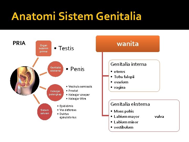 Anatomi Sistem Genitalia PRIA Organ kelamin primer wanita • Testis Genitalia eksterna Kelenjar pelengkap