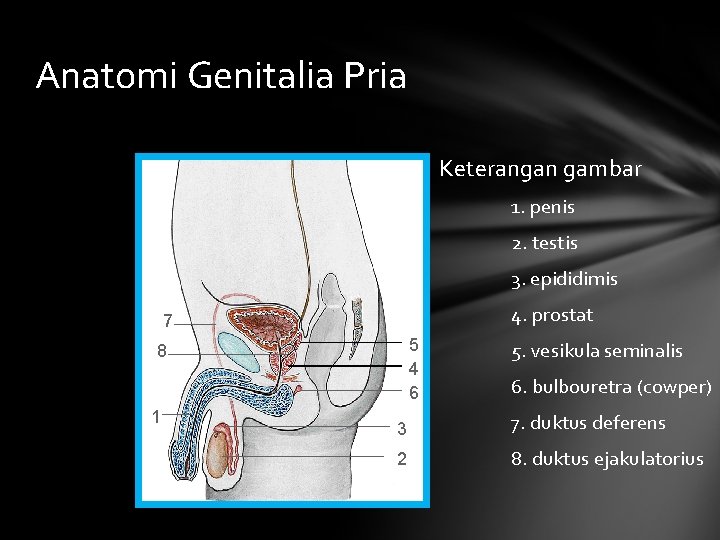 Anatomi Genitalia Pria Keterangan gambar 1. penis 2. testis 3. epididimis 4. prostat 7