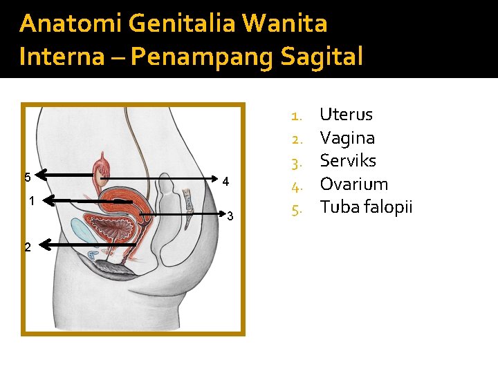 Anatomi Genitalia Wanita Interna – Penampang Sagital 5 4 1 3 2 1. 2.