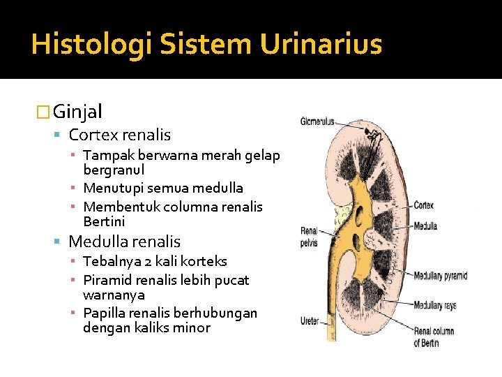 Histologi Sistem Urinarius �Ginjal Cortex renalis ▪ Tampak berwarna merah gelap bergranul ▪ Menutupi
