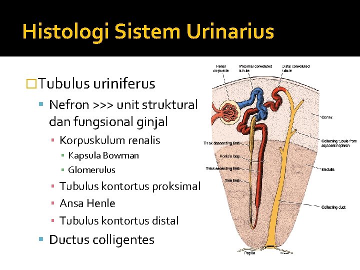Histologi Sistem Urinarius �Tubulus uriniferus Nefron >>> unit struktural dan fungsional ginjal ▪ Korpuskulum