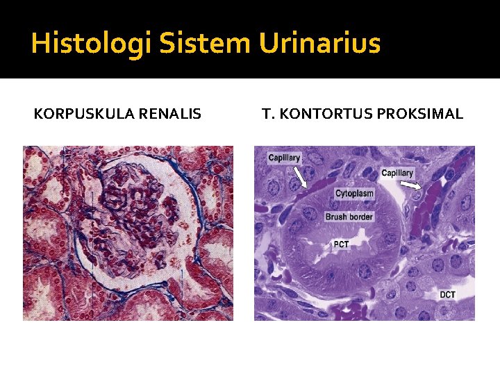 Histologi Sistem Urinarius KORPUSKULA RENALIS T. KONTORTUS PROKSIMAL 