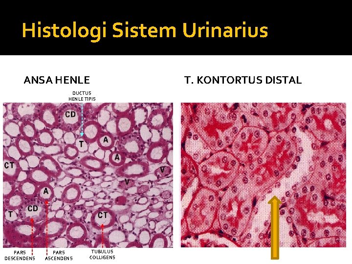 Histologi Sistem Urinarius ANSA HENLE DUCTUS HENLE TIPIS PARS DESCENDENS PARS ASCENDENS TUBULUS COLLIGENS